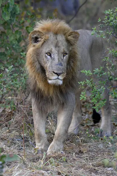 Löwe Panthera Leo Männchen Gebüsch Khwai Region Nordwestdistrikt Okavango Delta — Stockfoto