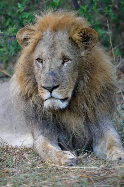 Löwe Panthera Leo Männchen Liegt Gebüsch Tierporträt Khwai Region Nordwestdistrikt — Stockfoto