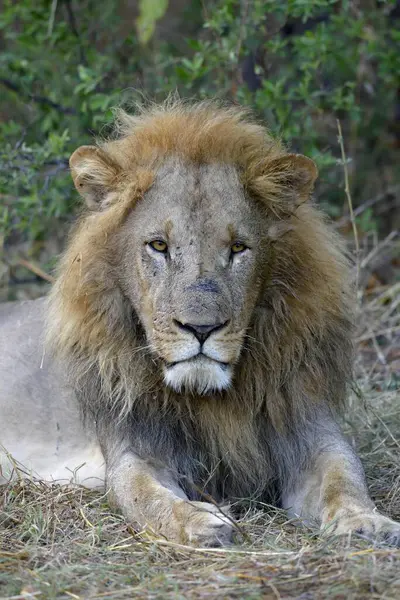 Lion Panthera Leo Male Lies Bushes Animal Portrait Khwai Region — Stock Photo, Image