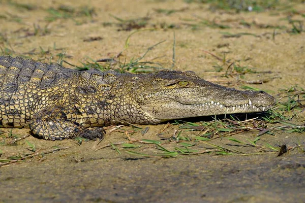 Nile Crocodile Crocodylus Niloticus Lying Shore Gomoti Plains Okavango Delta — Stock Photo, Image