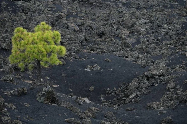 Canary Island Pine Pinus Canariensis Black Lava Field Arenas Negras — Stock Photo, Image