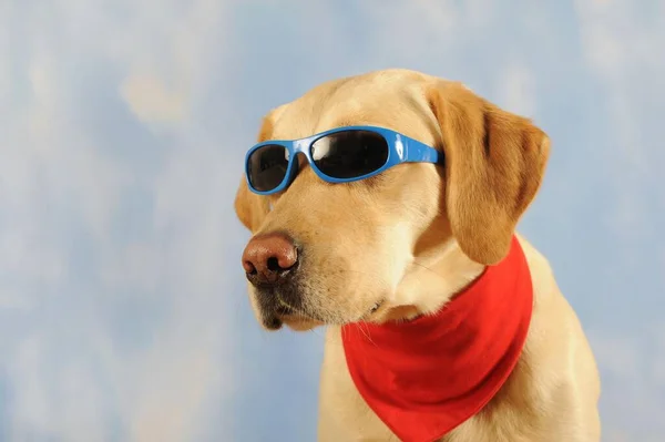 Labrador Retriever Male Yellow Scarf Sunglasses Animal Portrait Studio Shot — Stock Photo, Image
