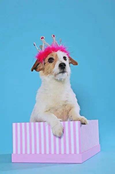 Jack Russell Terrier Brown White Bitch Pink Crown Sitting Striped — ภาพถ่ายสต็อก