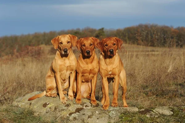 Labrador Retriever Yellow Bitches Male Three Dogs Side Side Austria — стокове фото