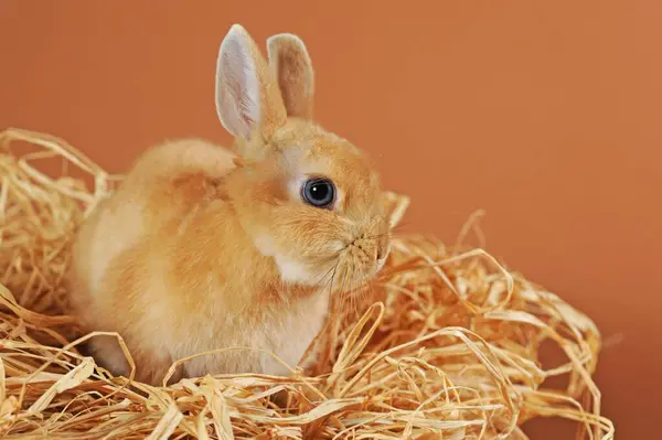 Dwarf rabbit, brown, young animal in straw, Austria, Europe