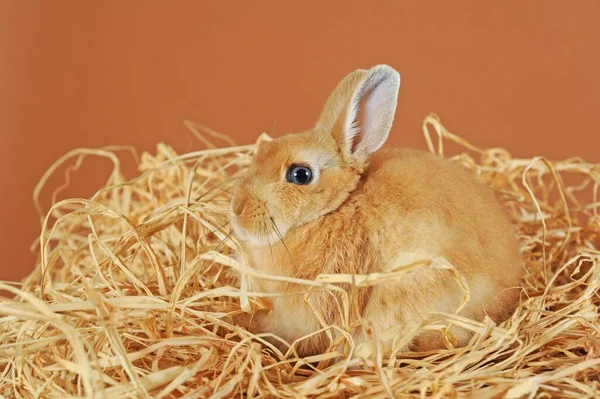 Dwarf rabbit, brown, young animal in straw, Austria, Europe