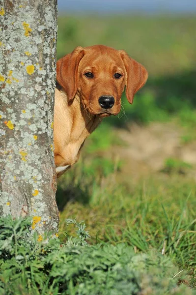 Labrador Retriever Gul Valp Veckor Tittar Bakom Träd Österrike Europa — Stockfoto