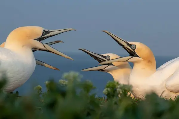 Kuzey Sümsük Kuşları Vahşi Kuşların Yakın Çekim Görüntüleri — Stok fotoğraf