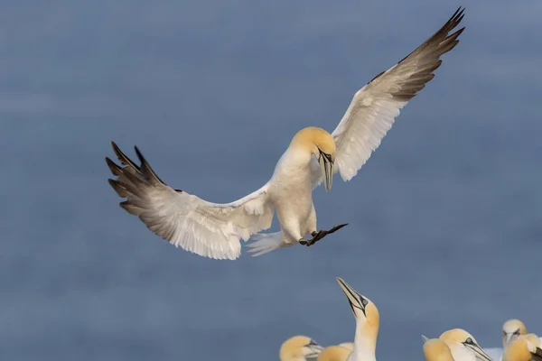 Northern Gannets Closeup Shot Wild Birds — Stock Photo, Image