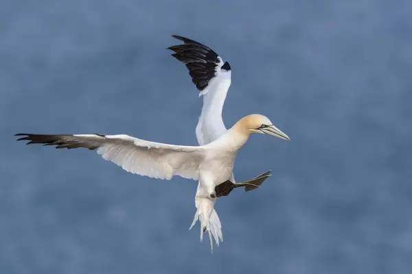 Kuzey Sümsük Kuşları Vahşi Kuşların Yakın Çekim Görüntüleri — Stok fotoğraf