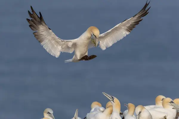 Nordliga Havssulor Närbild Vilda Fåglar — Stockfoto