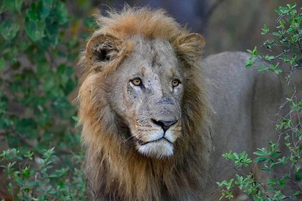Lion Panthera Leo Male Bushes Animal Portrait Khwai Region North Stock Picture