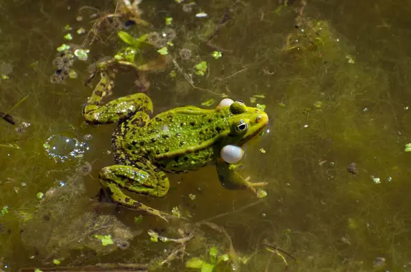 Grüner Frosch Rana Esculenta Mit Aufgeblasenen Stimmbändern Wasser Estland Europa — Stockfoto