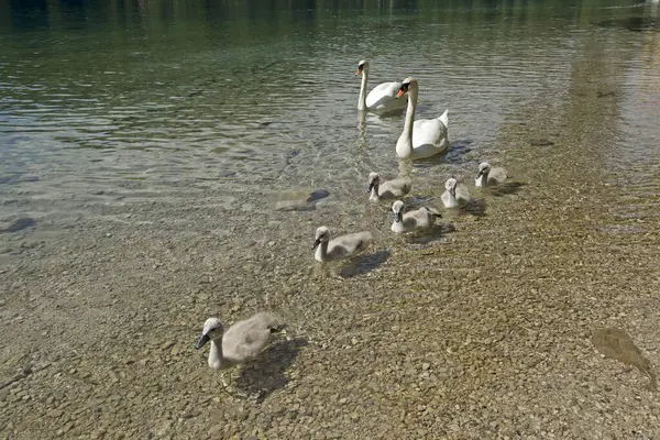 Mute Swans Cygnus Olor Chicks Water Swan Family Lake Alpsee — Stock Photo, Image