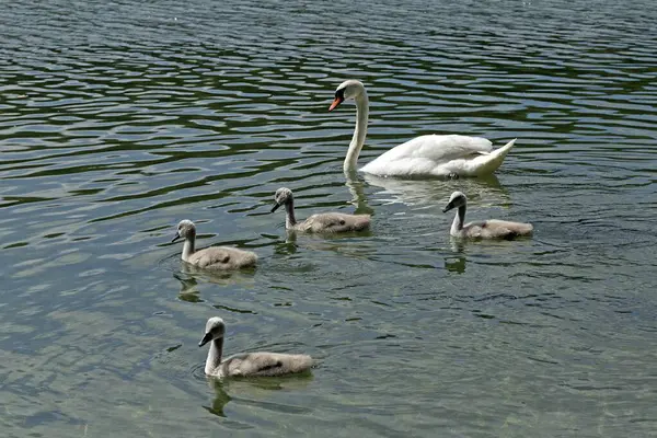 Cisnes Mudos Cygnus Olor Con Polluelos Agua Familia Cisnes Lago — Foto de Stock