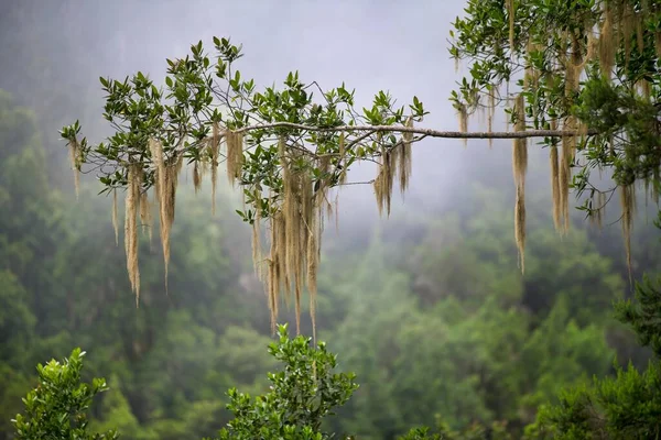 stock image Old Man's Beard (Usnea) hanging on branch, cloud rainforest, Tenerife, Canary Islands, Spain, Europe