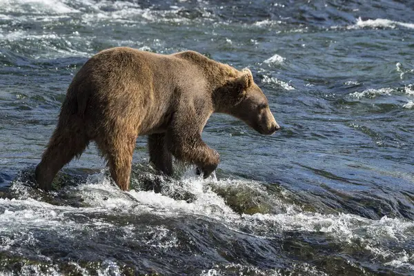 Niedźwiedź Brunatny Ursus Arctos Wodzie Polowanie Brooks River Katmai National — Zdjęcie stockowe