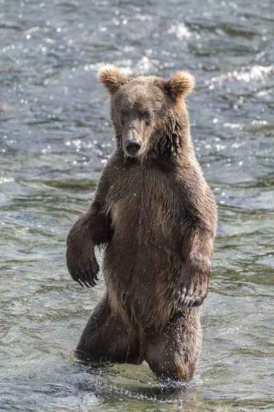 Καφέ Αρκούδα Ursus Arctos Στέκεται Στο Νερό Brooks River Katmai — Φωτογραφία Αρχείου
