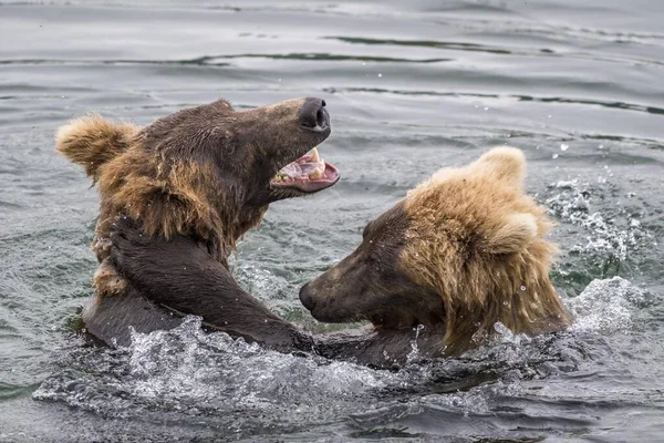 Dois Jovens Ursos Pardos Ursus Arctos Brincando Água Rio Brooks — Fotografia de Stock