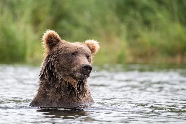 Urso Pardo Ursus Arctos Água Rio Brooks Parque Nacional Katmai — Fotografia de Stock
