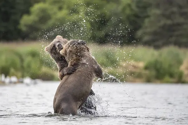 Två Unga Brunbjörnar Ursus Arctos Lekfullt Slåss Vattnet Brooks River — Stockfoto