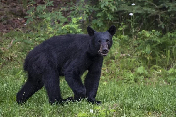 American Black Bear Ursus Americanus Berjalan Pantai Sungai Rusia Semenanjung — Stok Foto