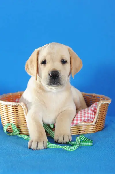 Labrador Retriever Amarelo Filhote Cachorro Semanas Encontra Cesta Áustria Europa — Fotografia de Stock