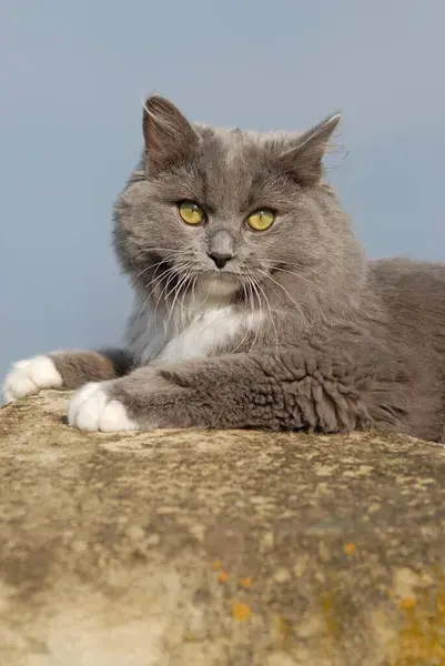 Ragdoll Blå Mitted Solid Katt Ligger Stenvägg Österrike Europa — Stockfoto