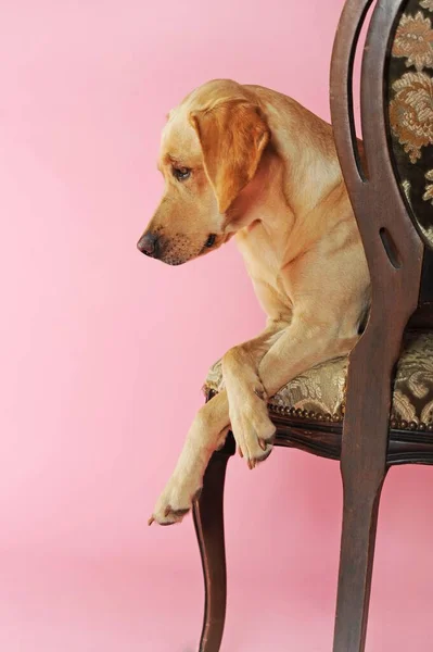 Labrador Retriever Yellow Bitch Lies Crossed Paws Biedermeier Chair Austria — Stock Photo, Image