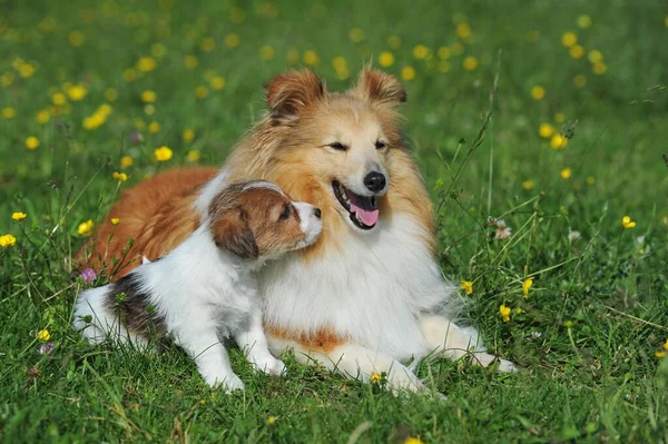 Jack Russell Terrier Brown White Puppy Weeks Sheltie Sable Bitch — ஸ்டாக் புகைப்படம்