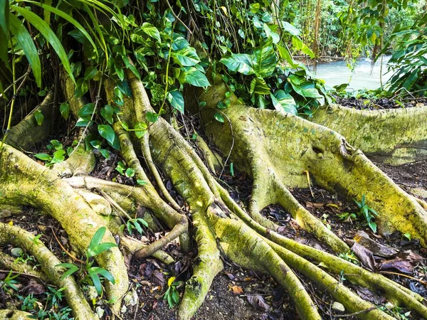 Tree roots at the river Martha Brae, region Montego Bay, Jamaica, Greater Antilles, Caribbean, Central America