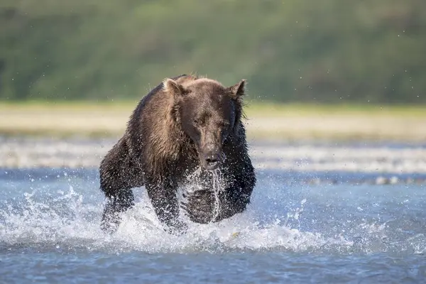 Medvěd Hnědý Ursus Arctos Běhá Vodě Lovu Lovu Lososů Národním — Stock fotografie