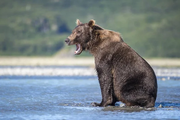 Brown Bear Ursus Arctos Yawning River Katmai National Park Alaska — Stock Photo, Image
