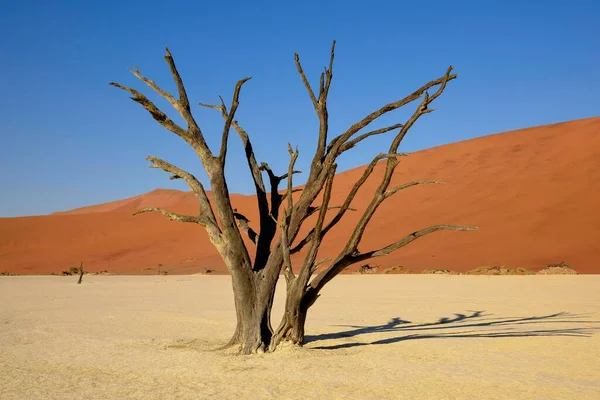 Dead Camelthorn Trees Acacia Erioloba Deadvlei Namib Desert Namib Naukluft — Stock Photo, Image