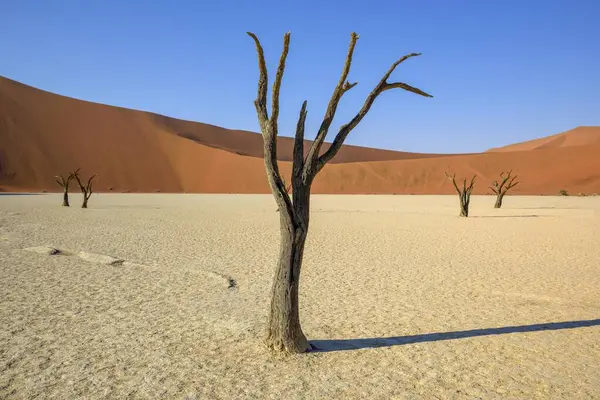 Dode Kameeldoornbomen Acacia Erioloba Deadvlei Namibische Woestijn Nationaal Park Namib — Stockfoto