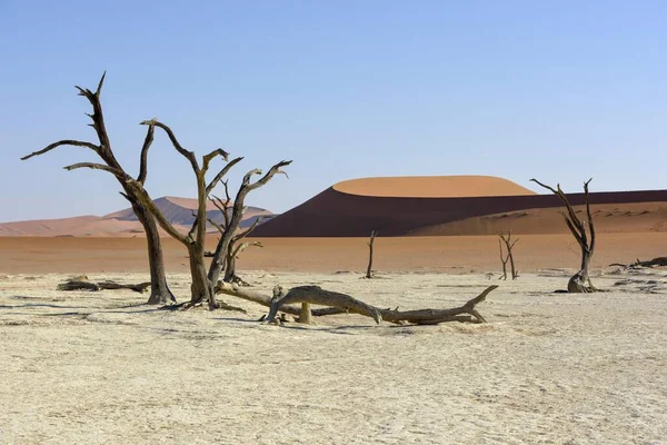 Dead Camelthorn Trees Acacia Erioloba Deadvlei Namib Desert Namib Naukluft — Stock Photo, Image