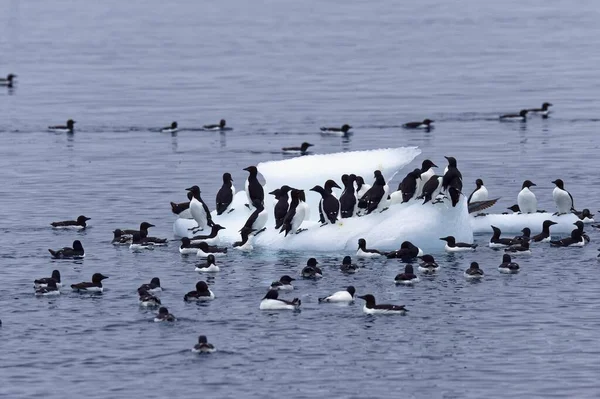 Murres Densamente Faturados Uria Lomvia Iceberg Penhasco Pássaro Alkefjellet Estreito — Fotografia de Stock