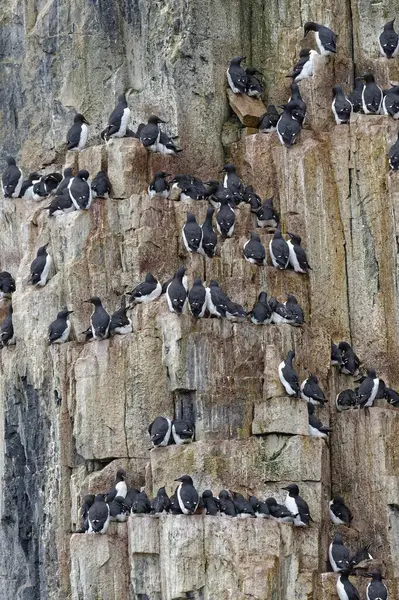 Thick Billed Murres Uria Lomvia Colony Alkefjellet Bird Cliff Hinlopen — Stock Photo, Image