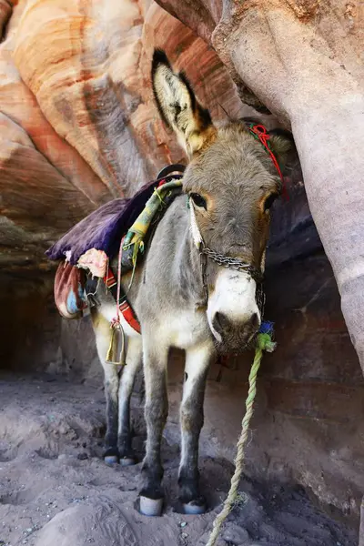 Osioł Spoczywa Kolorowych Formacjach Skalnych Petrze Wadi Musa Jordanii Azji — Zdjęcie stockowe