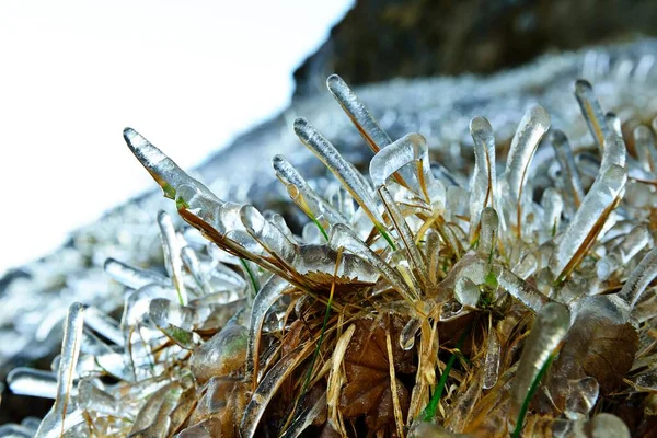 Grass covered with ice, South Island, Island