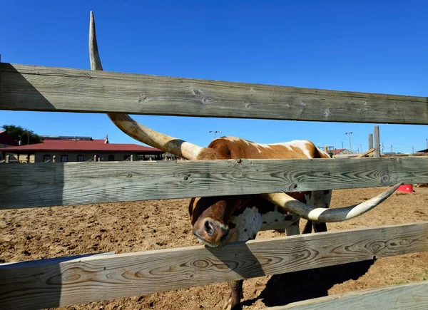 Longhorn domestic cattle behind wooden fence, Stockyards National Historic District, Fort Worth, Texas, USA, North America