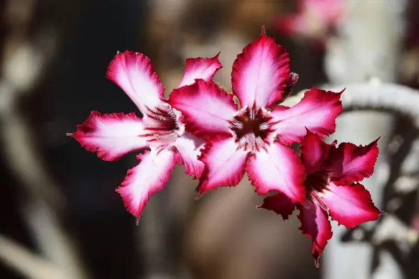 Lilia Palmowa Adenium Multiflorum Kwiat Namibia Afryka — Zdjęcie stockowe