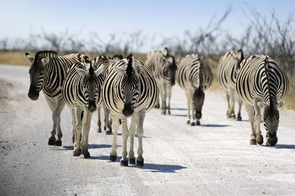 Cebras Caminando Camino Del Parque Pan Etosha Parque Nacional Namibia —  Fotos de Stock
