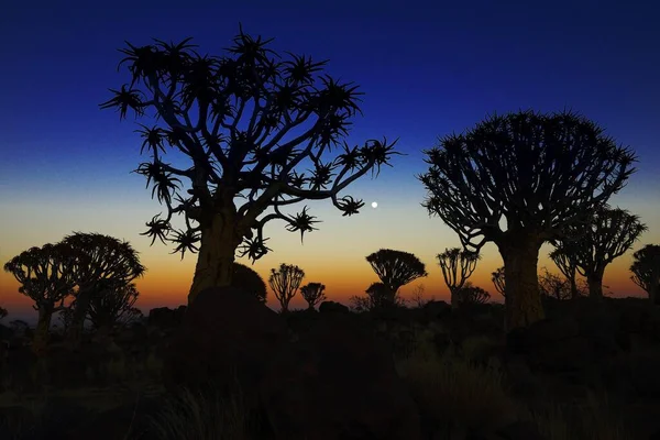 Pădure Cedru Keetmanshoop Silueta Apusul Soarelui Namibia Africa — Fotografie, imagine de stoc