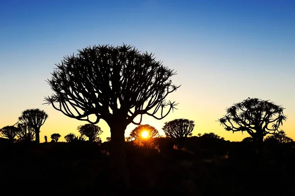 Quiver Tree Forest Silhouettes Sunset Keetmanshoop Namibia Africa — Stock Photo, Image
