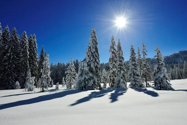 Hemmersuppenalm Reit Winkl Chiemgau Bavyera Almanya Avrupa Kış Manzarası — Stok fotoğraf
