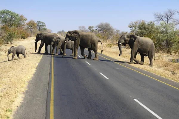 Herd Elephants Loxodonta Africana Crossing Main Road Zambia Africa — Stock Photo, Image