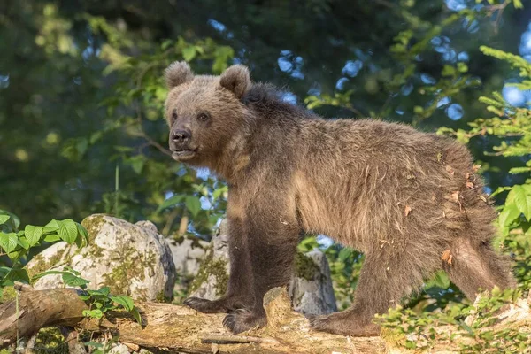 European Brown Bear Ursus Arctos Arctos Young Animal Karst Forest — Stock Photo, Image