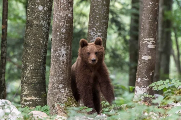 Европейский Бурый Медведь Ursus Arctos Arctos Молодое Животное Лесу Регион — стоковое фото