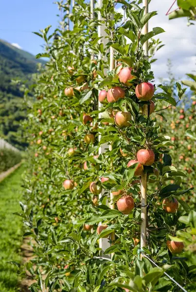 Apples Hanging Apple Tree Apple Plantation Trentino South Tyrol Italy — Stock Photo, Image